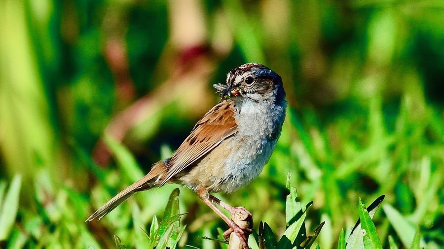 Swamp Sparrow, Great Meadows National Wildlife Refuge, Concord, MA by Steve Arena/USFWS 08 June 2014 is available through Public Domain.